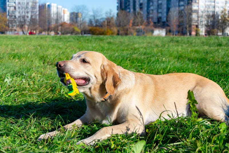 Honden spelen met bal en ring. Labrador. royalty-vrije stock afbeeldingen