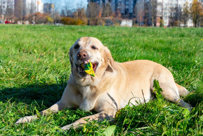Honden spelen met bal en ring. Labrador. stock fotografie
