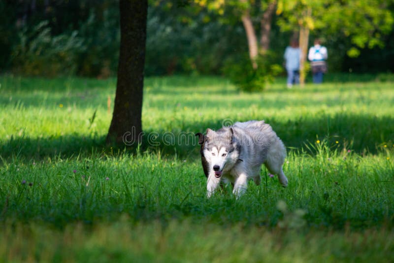 Hondenspel met elkaar Siberische schor stock fotografie