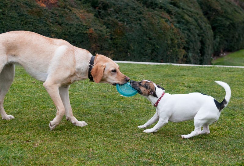 Honden spelen op groen gras stock fotografie