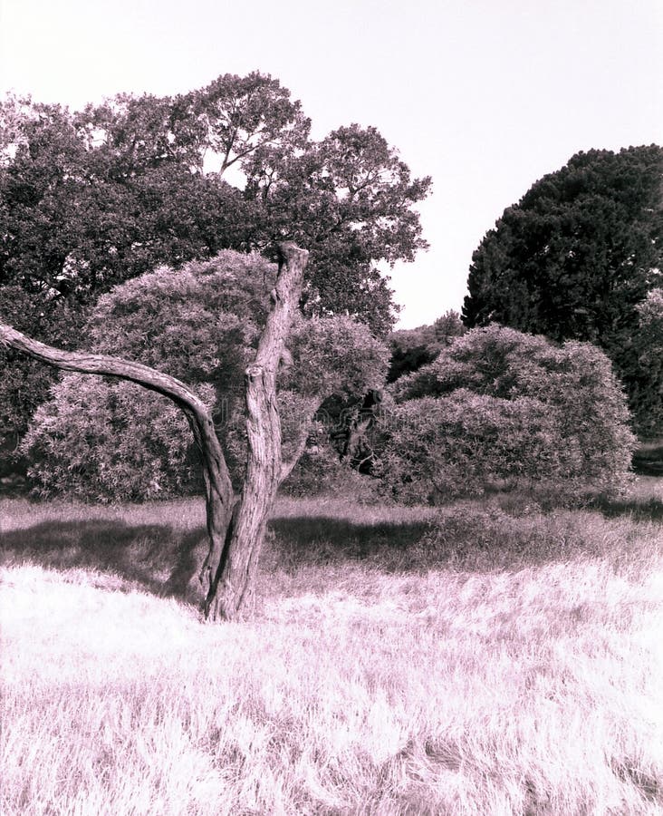 Download Honderdjarig Park, Sydney stock foto. Afbeelding bestaande uit bomen - 27602