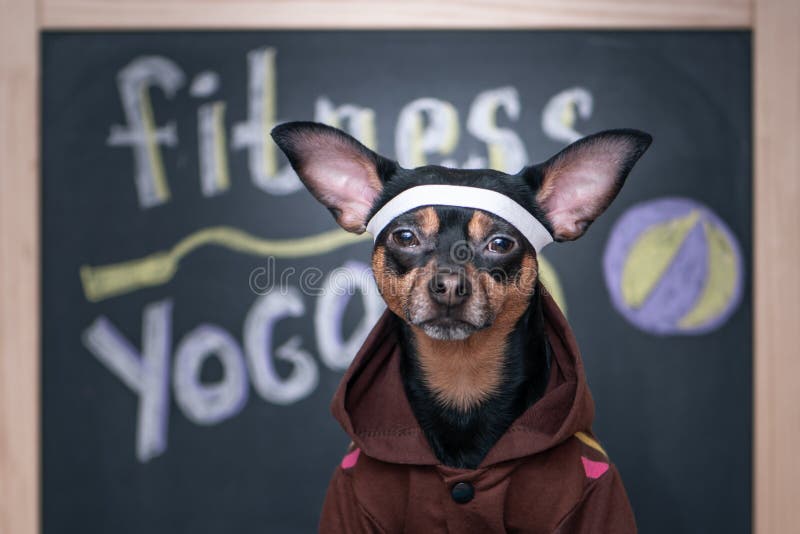 Hondfitness, sport en levensstijlconcept Sportieve en gezonde levensstijl voor huisdier Grappige hond †‹â€ ‹in sportkleding royalty-vrije stock afbeeldingen Hondfitness, sport en levensstijlconcept Sportieve en gezonde levensstijl voor huisdier Grappige hond †‹â€ ‹in sportkleding royalty-vrije stock afbeeldingen