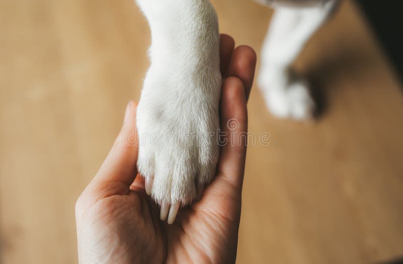 Hondpoot en de menselijke handclose-up Hoogste mening royalty-vrije stock afbeelding Hondpoot en de menselijke handclose-up Hoogste mening royalty-vrije stock afbeelding