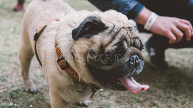 Dog pug on a leash. The culture of pugs and their owners. Shallow focus. Dog pug on a leash. The culture of pugs and their owners. Shallow focus