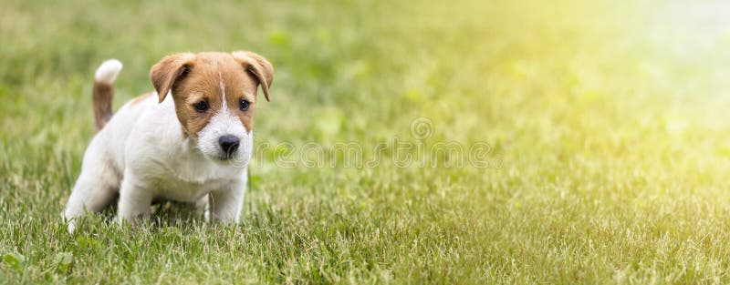 Hondpuppy die zijn toilet doen royalty-vrije stock foto Hondpuppy die zijn toilet doen royalty-vrije stock foto