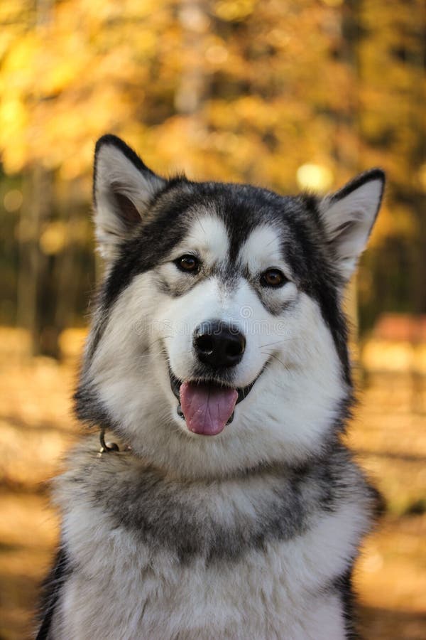 Dog breed Alaskan Malamute similar to the wolf in the autumn forest on the background of orange-yellow foliage. Dog breed Alaskan Malamute similar to the wolf in the autumn forest on the background of orange-yellow foliage