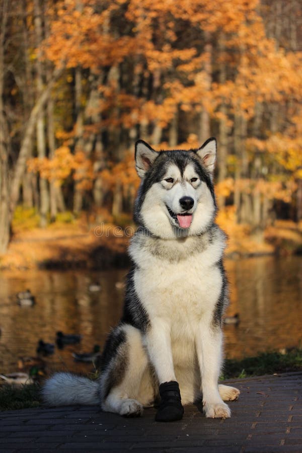 Dog breed Alaskan Malamute similar to the wolf in the autumn forest on the background of orange-yellow foliage. Dog breed Alaskan Malamute similar to the wolf in the autumn forest on the background of orange-yellow foliage