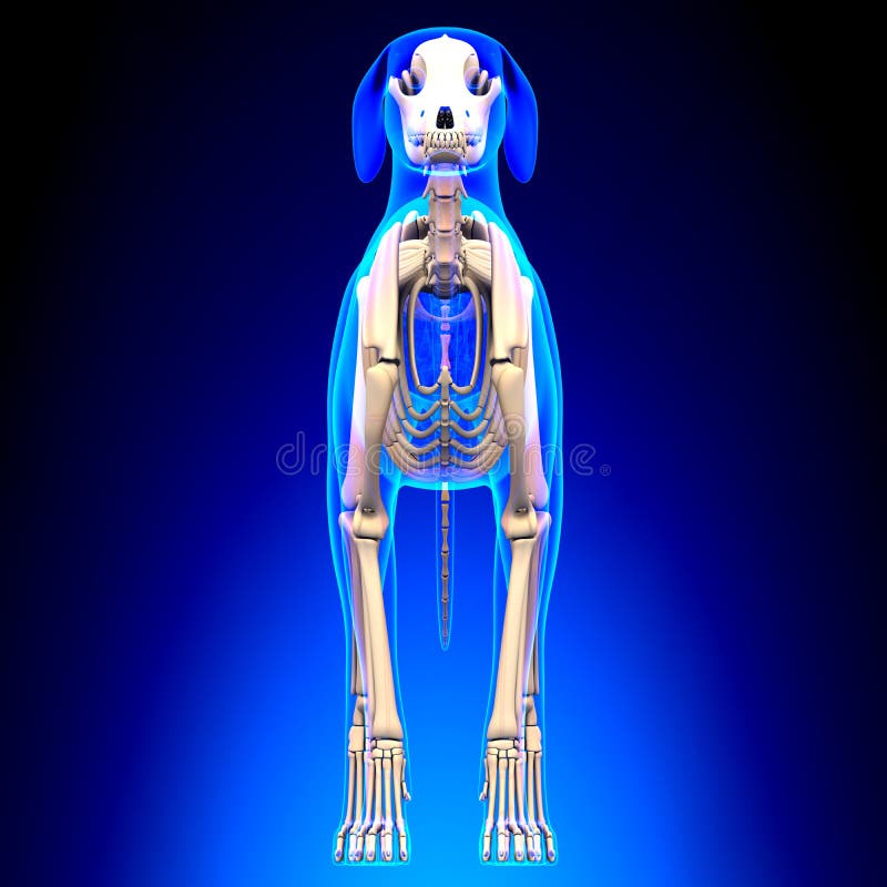 Hondskelet - Canis Lupus Familiaris Anatomy - vooraanzicht royalty-vrije stock fotografie Hondskelet - Canis Lupus Familiaris Anatomy - vooraanzicht royalty-vrije stock fotografie
