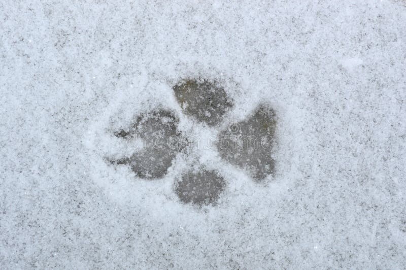 Hondvoetafdrukken in de sneeuw stock fotografie Hondvoetafdrukken in de sneeuw stock fotografie