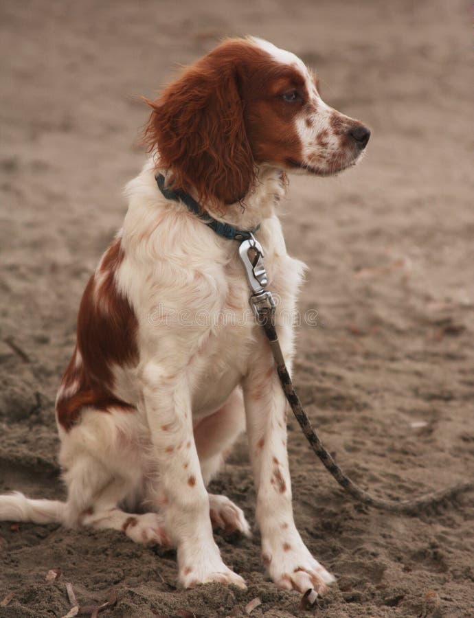Download Hondzitting op het strand stock foto. Afbeelding bestaande uit zonlicht - 54090602
