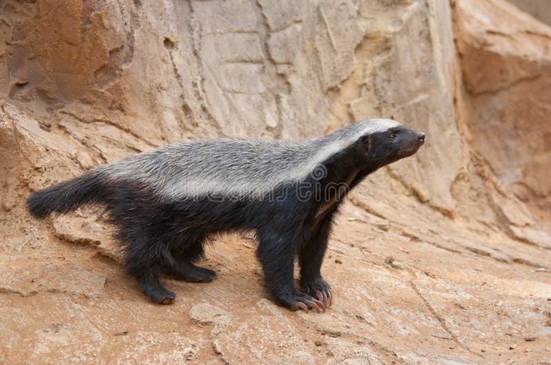 229 Honey Badger Stock Photos - Free & Royalty-Free Stock Photos from Dreamstime 229 Honey Badger Stock Photos - Free & Royalty-Free Stock Photos from Dreamstime