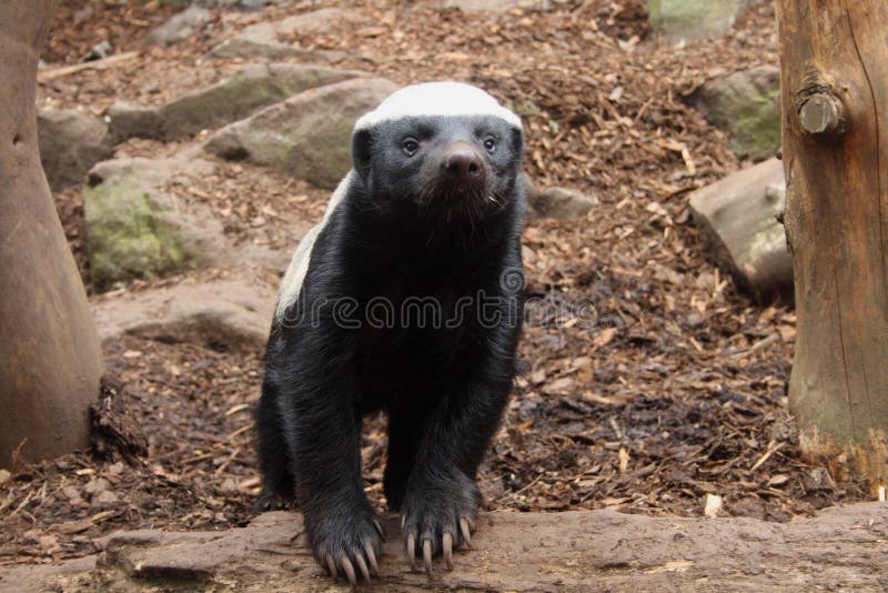 Honey Badger