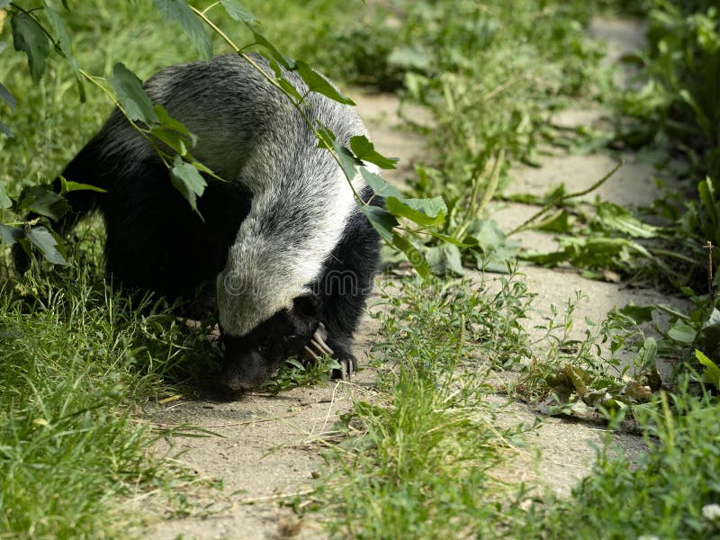 Honey Badger Food Stock Photos Free & RoyaltyFree Stock Photos from Dreamstime