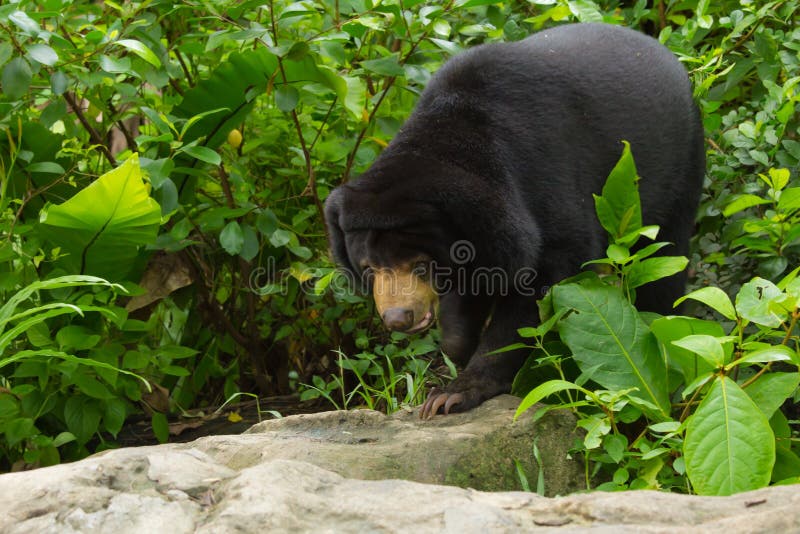 Honey bear stock image. Image of hungry, mammal, sitting 27030689