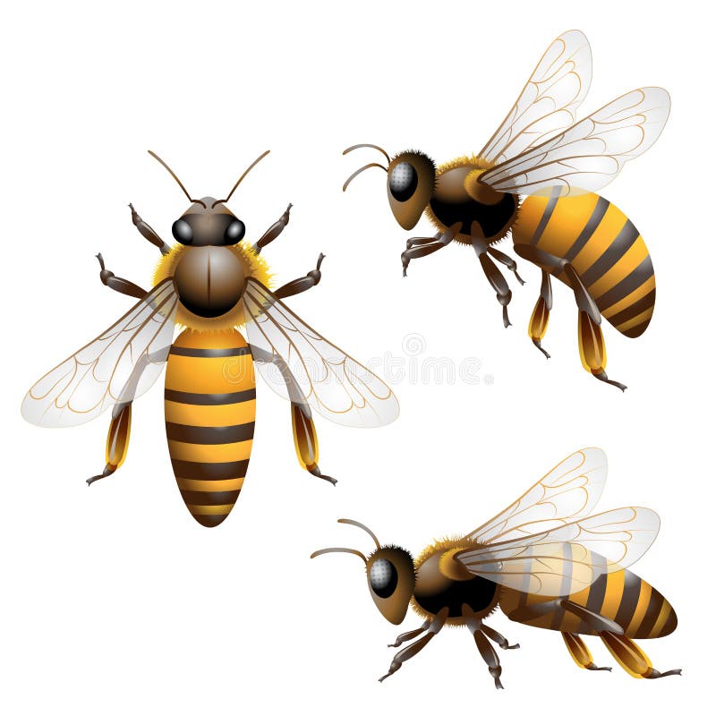 Honey Bee Stock Illustrations – 88,675 Honey Bee Stock Illustrations,  Vectors & Clipart - Dreamstime