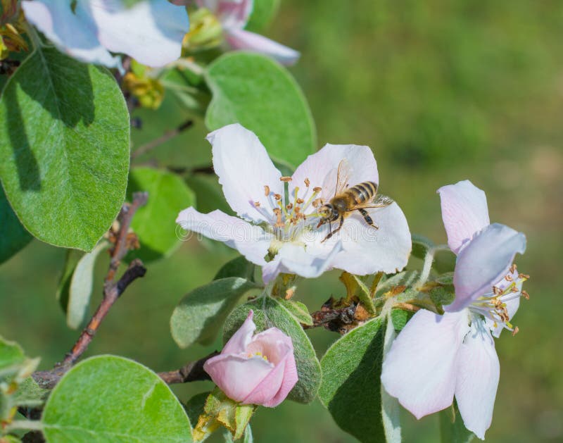 Honey bee on the apple tree flowers blossom closeup