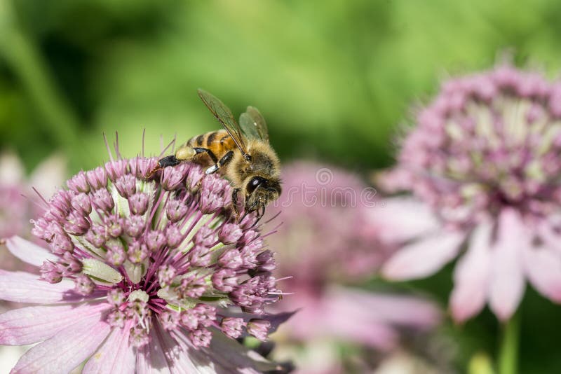 Honey Bee in Astrantia Flower Stock Photo Image of details, flower 56672524