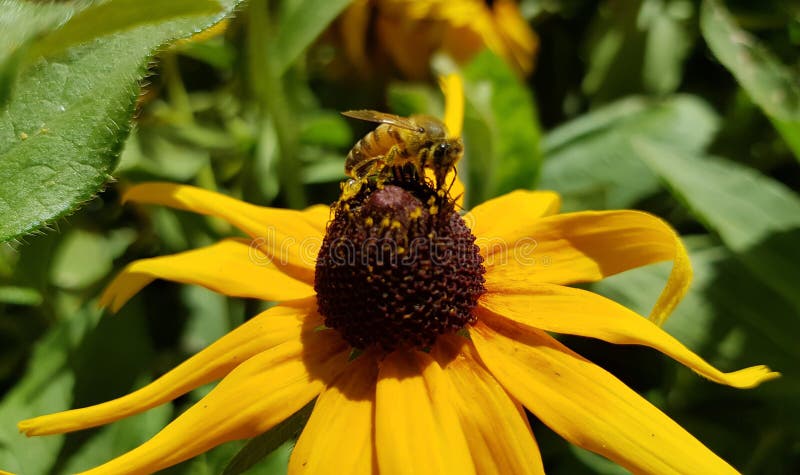 Honey Bee on a Black-eyed Susan. Stock Photo - Image of honey ...