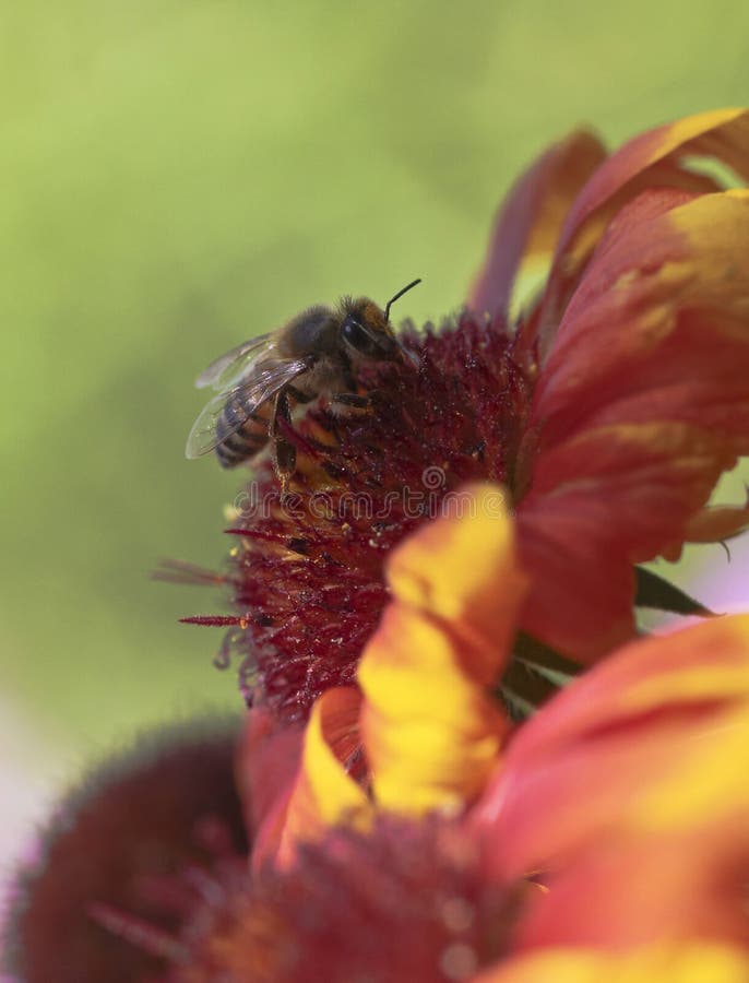 A Honey Bee on a Blanket Flower Stock Photo Image of honeybee