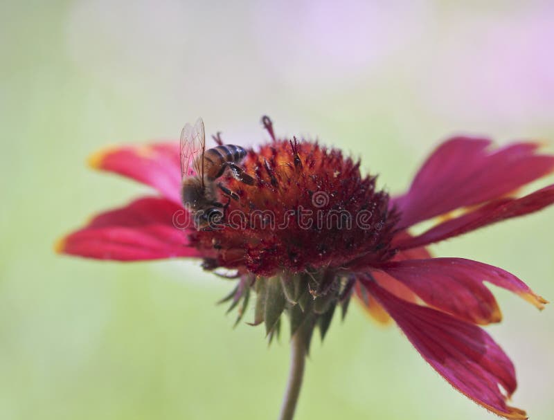 A Honey Bee on a Blanket Flower Stock Photo Image of black