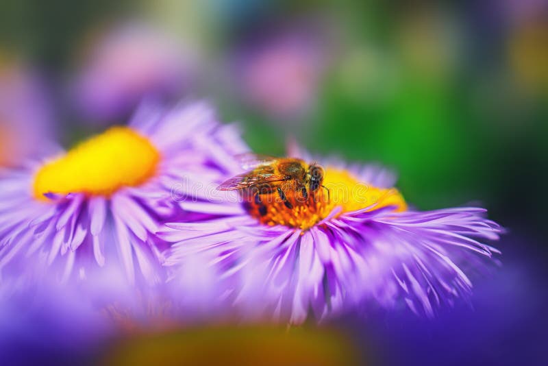 Honey Bee on Blue Aster Flower Stock Image Image of animal, beauty