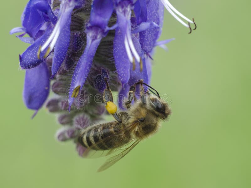 Honey Bee Close Up. the Bee Collects Nectar from Sage Flowers Stock Image Image of nectar