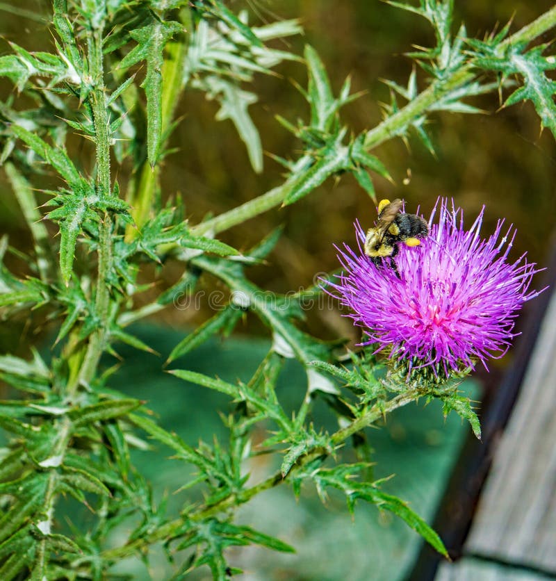 Honey Bee Collecting nectar from a Bull Thistle