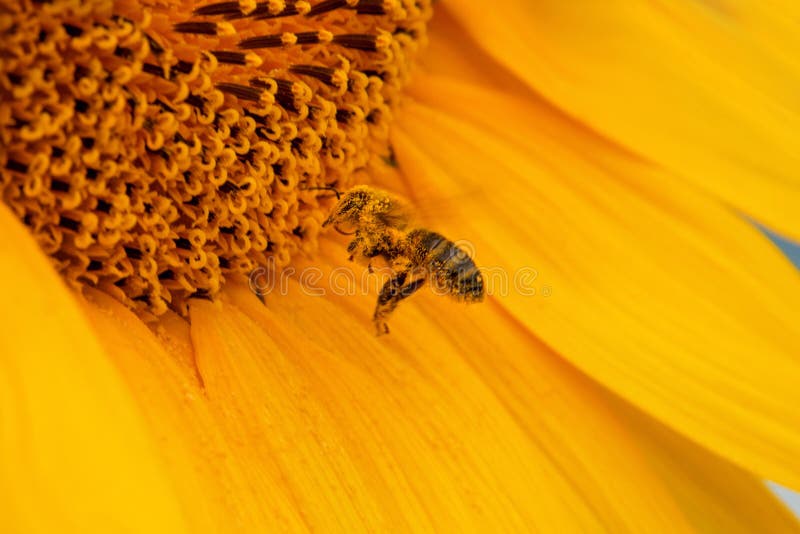 Honey Bee Collecting Nectar from a Sunflower. Bee Pollinating Sunflowers. Sunflower Field in