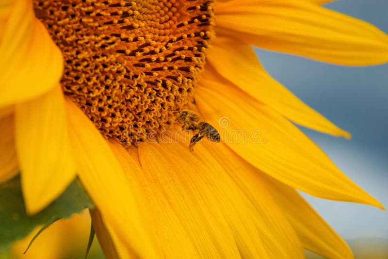 Honey Bee Collecting Nectar from a Sunflower. Bee Pollinating Sunflowers. Selective Focus. Stock