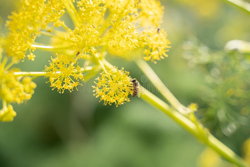 Honey Bee is Collecting Nectar from a Yellow Blooming Flower Stock
