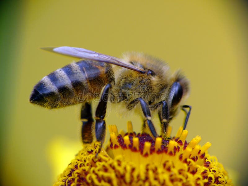 Honey Bee Collecting Pollen Stock Photo Image of honeybee, freshness