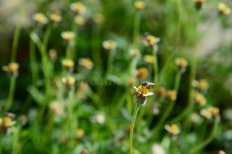 Honey Bee while collecting pollen on the blooming flower with blurred background stock photo Honey Bee while collecting pollen on the blooming flower with blurred background stock photo