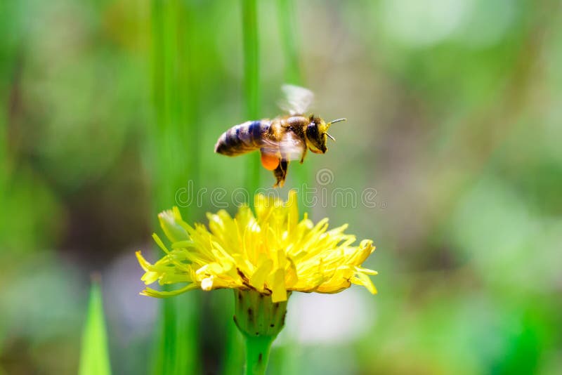 Honey Bee Collecting Pollen Stock Image Image of apis, ecology 73207385