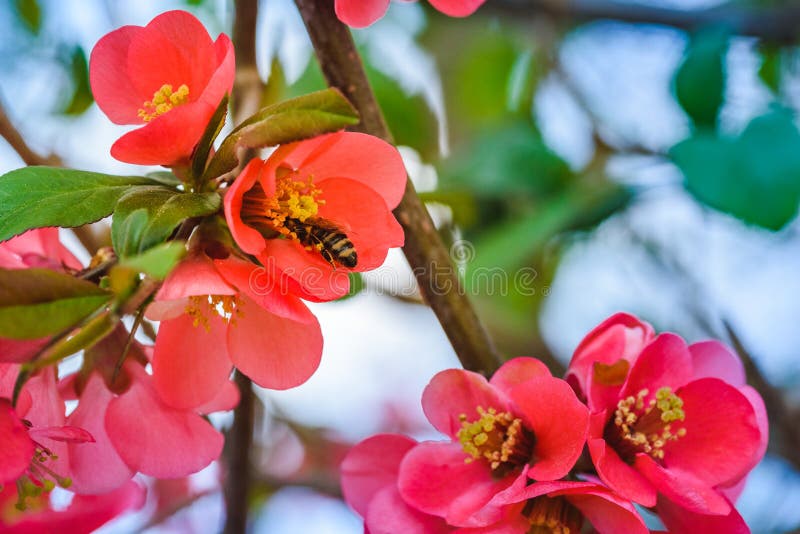 Honey Bee collecting pollen from red flowers of Japanese quince in spring royalty free stock image Honey Bee collecting pollen from red flowers of Japanese quince in spring royalty free stock image