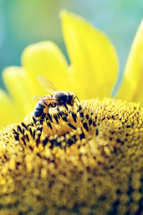 Honey bee collecting pollen on sunflower, insect honeybee, beauty in Nature, vertical royalty free stock image