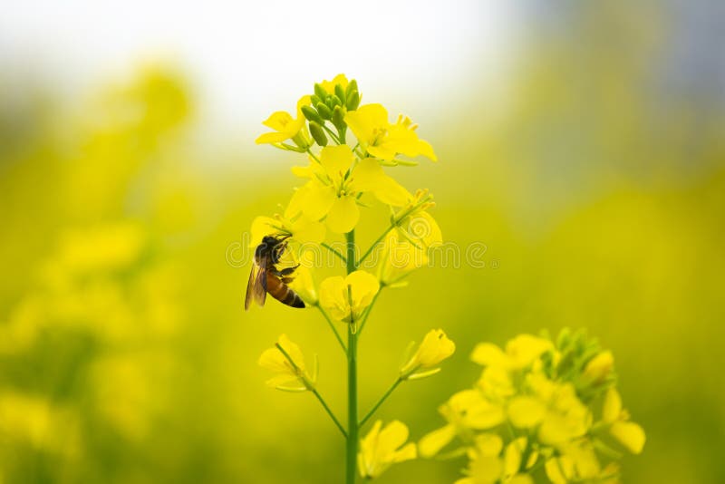 Honey Bee Collecting Pollen on Yellow Mustard Flower. Stock Image