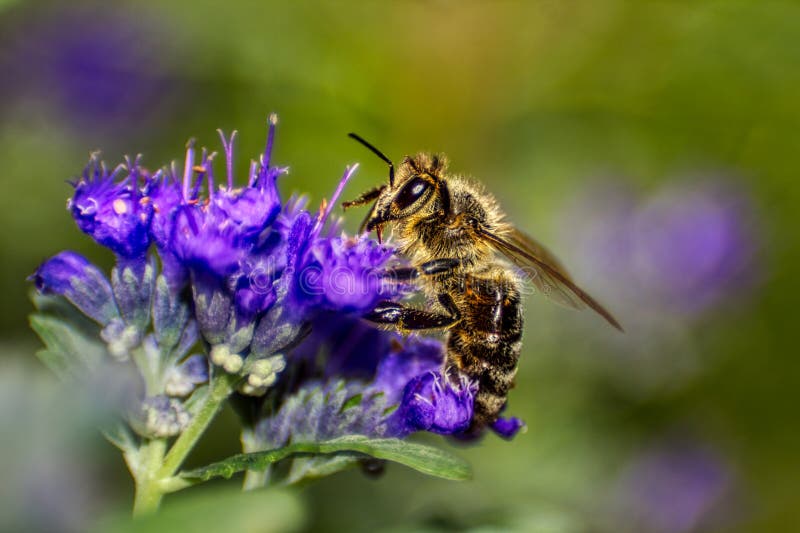 Honey bee collects nectar stock photo. Image of insect 273772998
