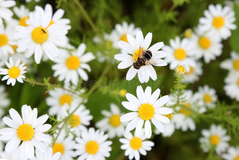 Honey Bee on daisy stock image. Image of bloom, background 55671921
