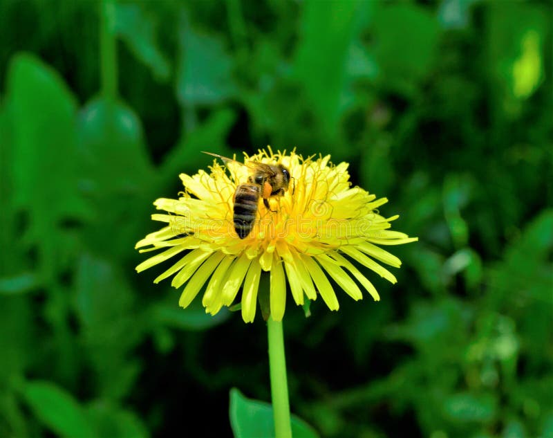 Honey Bee And Dandelion Flower In Spring Stock Photo Image of pistil