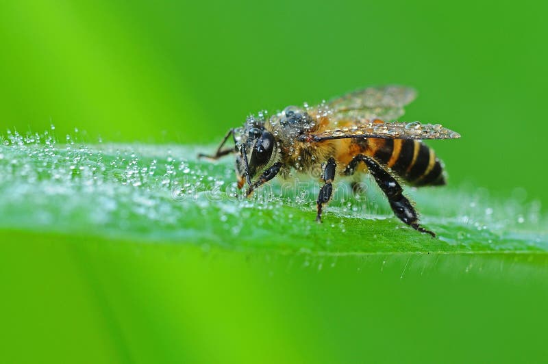 Honey bee and dew in the park