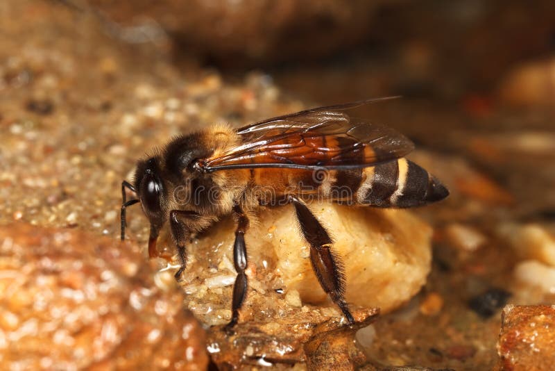 Honey Bee drinking