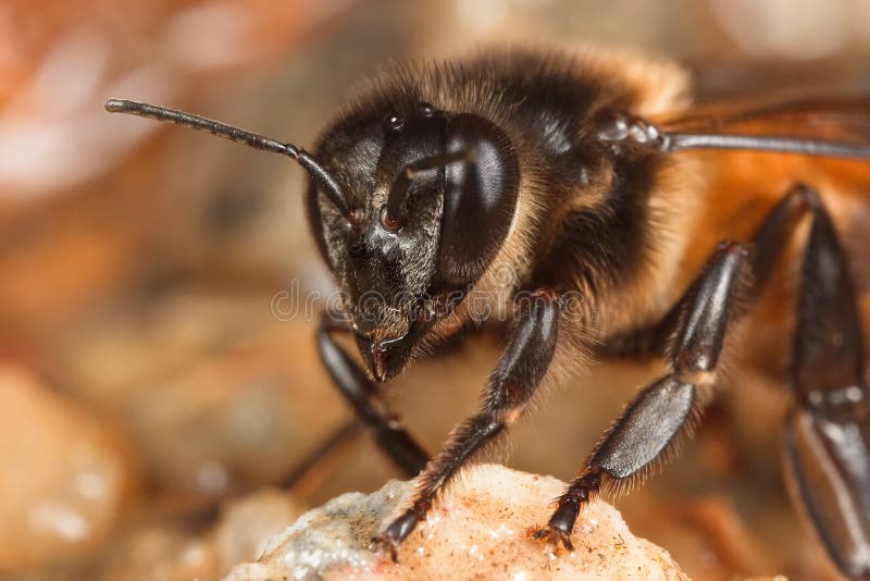 Honey Bee drinking in close