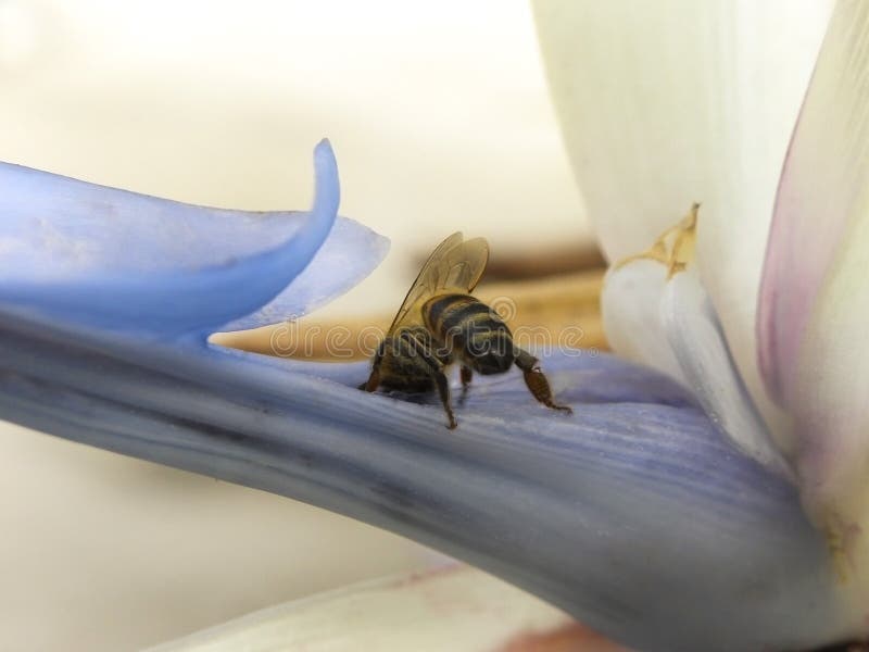 Honey Bee En Fleur De Strelitzia Image stock Image du géant, bleu