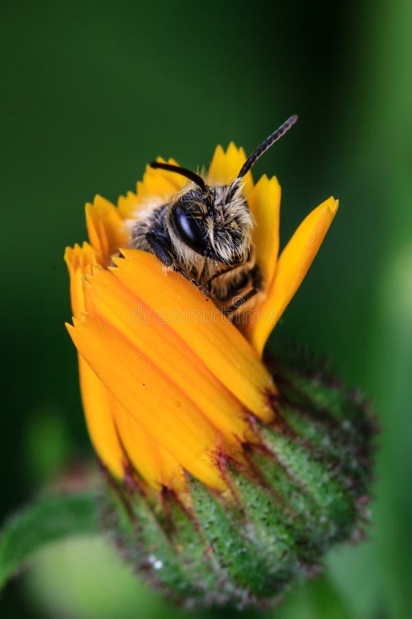 Honey Bee on Yellow Flower, Close Up Macro. Honey Bee on Yellow Flower, Close Up Macro