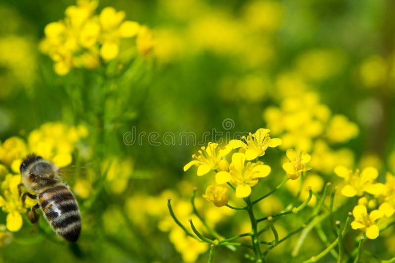 Honey Bee on a Yellow Flower, Nature Abstract close up. Honey Bee on a Yellow Flower, Nature Abstract close up