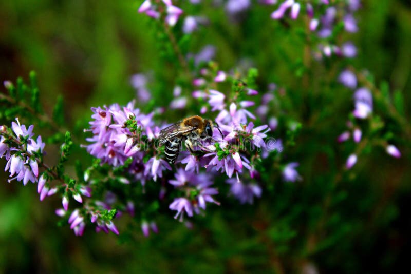 Honey Bee Feeding on a Purple Flower Stock Photo Image of heather