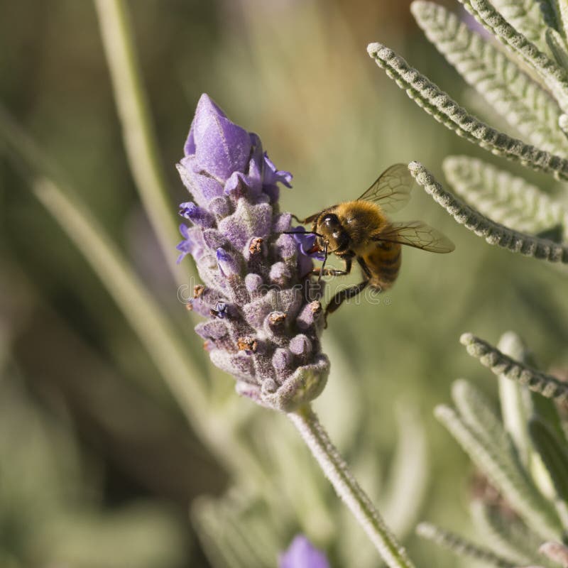 Honey bee licks lavender flower royalty free stock photos