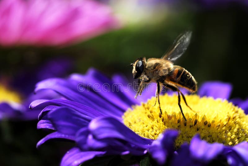 Honey bee in flight royalty free stock images