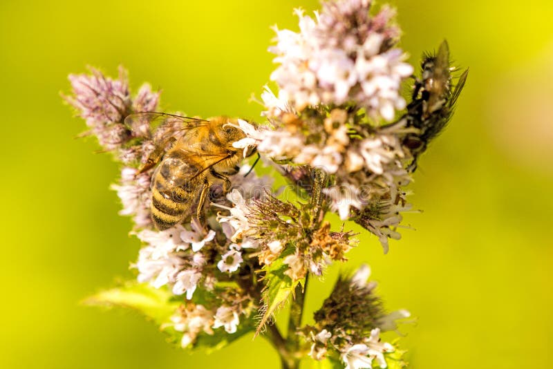 Honey Bee on a Flower of a Peppermint Stock Photo Image of petal