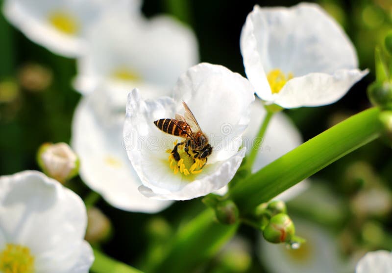 Honey bee on flower petal. stock photo. Image of yellow 124658840
